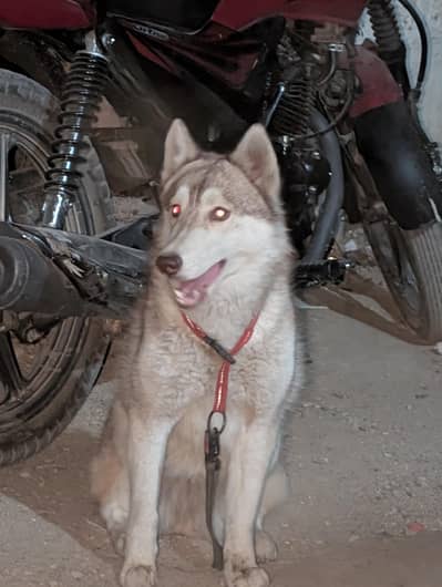 cyberian husky urgent sale
