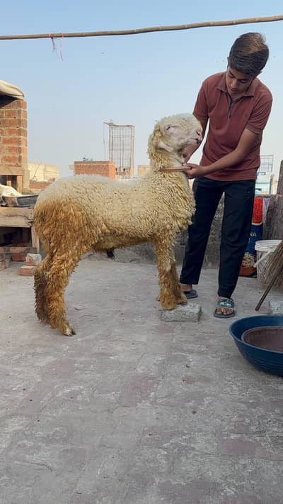 Sultan Mundra For Sale