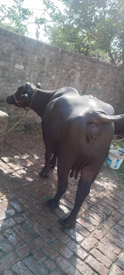buffalo for sale 4 kg dood hai aik sal ka pechay katta hai pachar hai