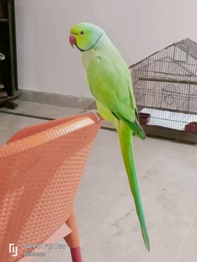 Green Ring Handtamed Talking On Mood In Cage