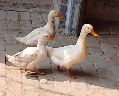 Female Ducks for sale
