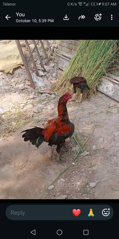 thai pakoy aseel urgent sale whatsapp 03147563639