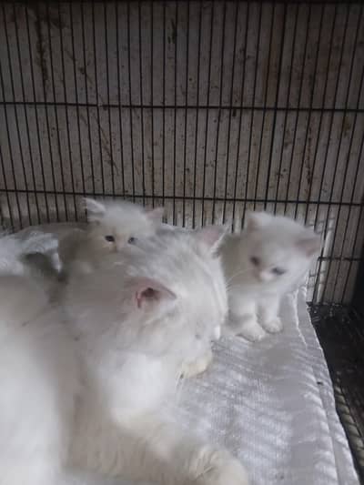 persian female. with 4 kittens 35k