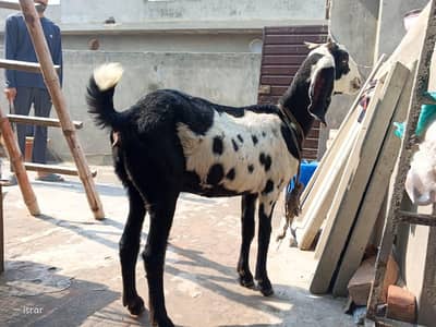 Desi Bakri fresh 8 dant