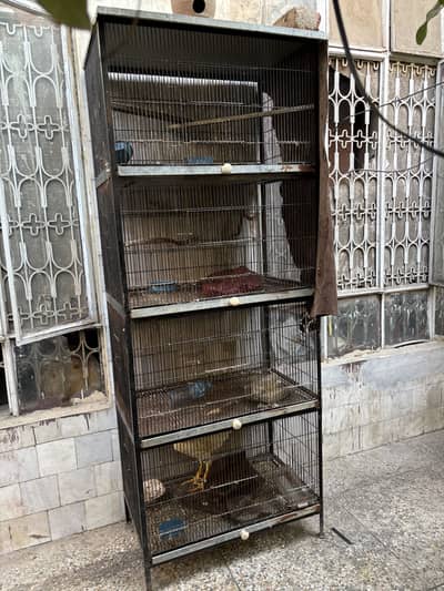 All okay cage ha big bird ky lia ha breading space all oky j