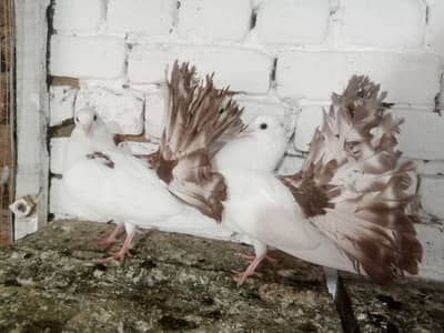 Brown Tail Pigeon Fancy Kabootar 03431683430