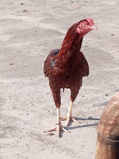 3 aseel for sale