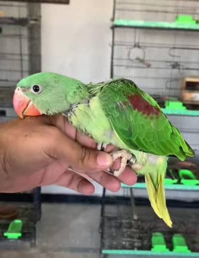 kashmiri Raw Chick Male For Urgent Sale