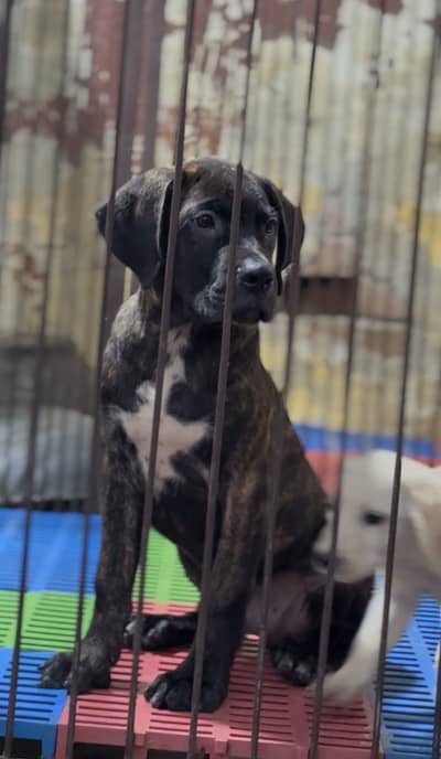 Cane Corso 03284742760