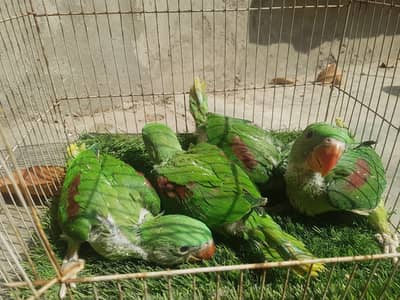 Kashmiri Raw Chicks Male & Female