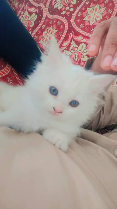 Persian Kitten white triple coat