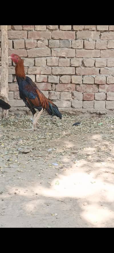 High quality Aseel pair