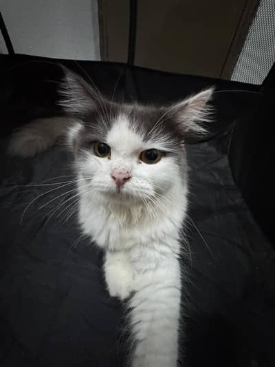 Fluffy Cats