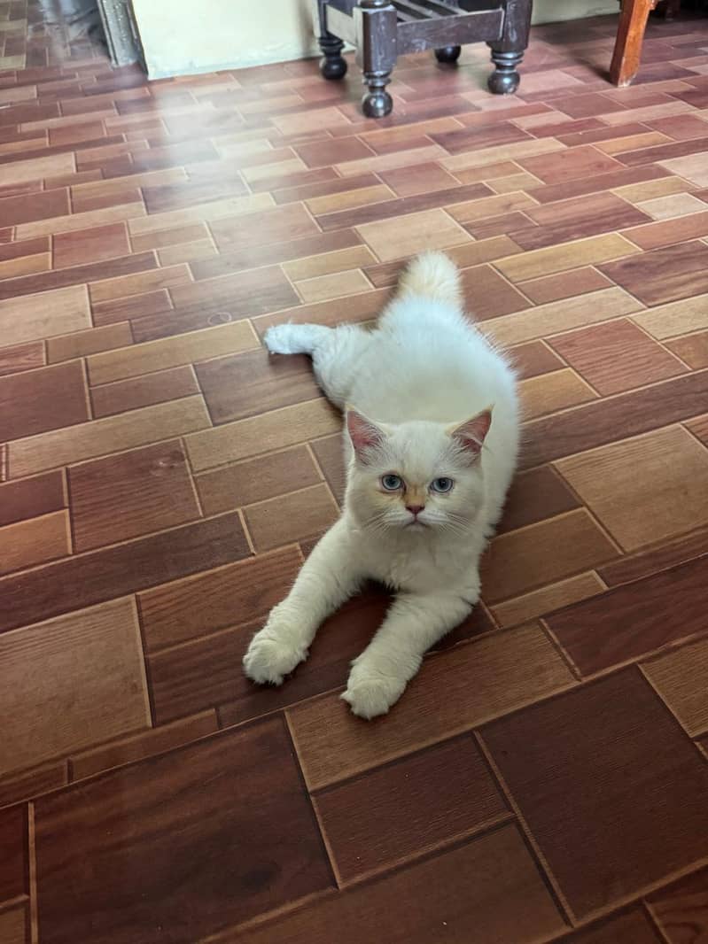 Fluffy Cats 1