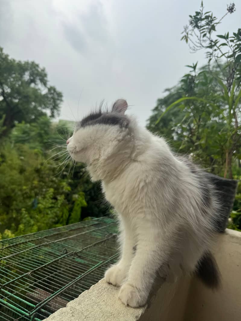Fluffy Cats 2