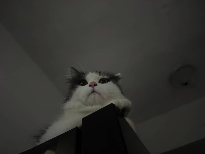 Fluffy Cats 3