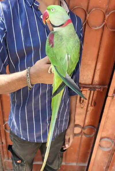 Kashmiri Raw Parrot Full Team For Urgent Sale