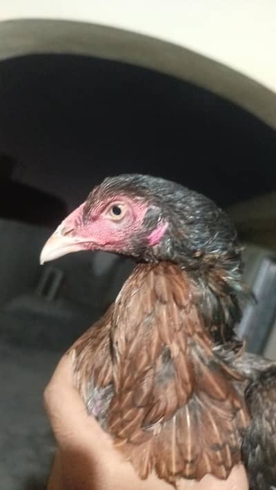Aseel Female