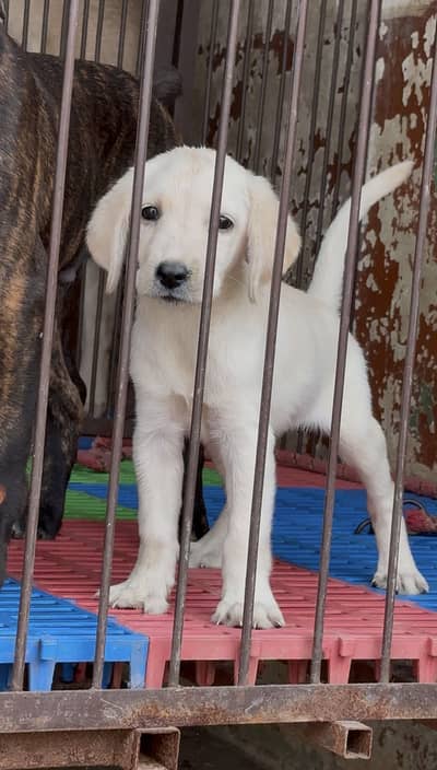 Labrador pedigree 03284742760