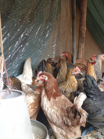 Golden Misri Desi starter hens | pathian | Desi murgia