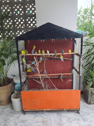 Customized cage with 45+ budgie parrots