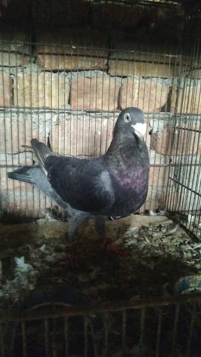Big Qasid Breader male for sale
