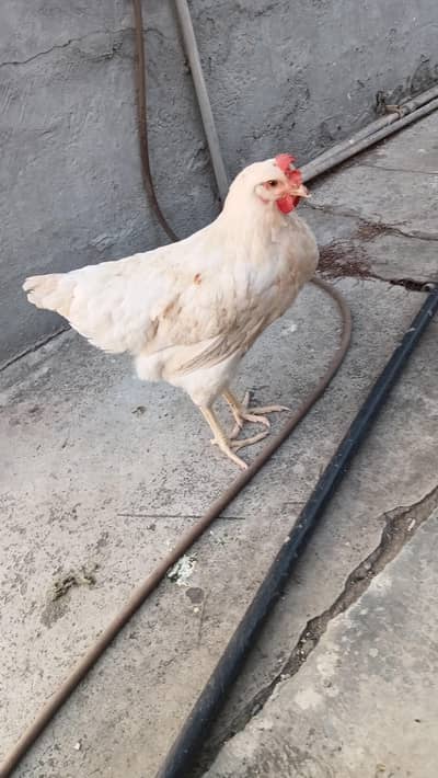 sandy layer stater egg laying hens