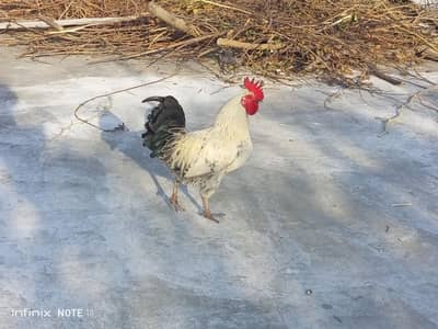 Desi Murga For Sale