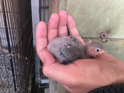 Violet pale fallow opaline babies  | Green opaline pale fallow