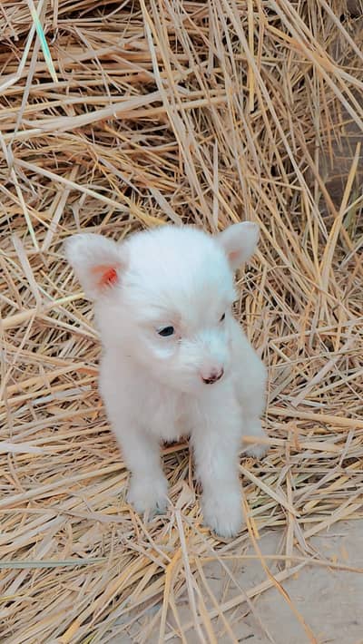 white Russian puppy for sale