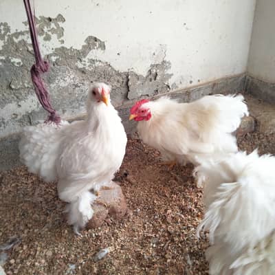 Moulted bantam hens looking for new shelter in Islamabad 7 male 3 fem