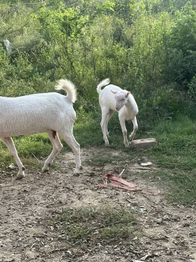 Pure teddan female