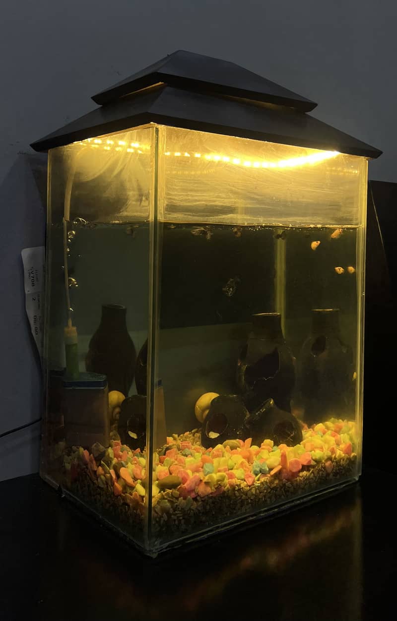 Fish Aquarium 1