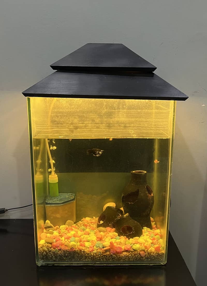 Fish Aquarium 4