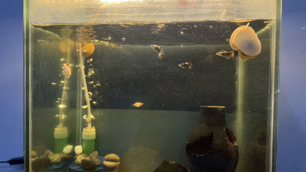 Fish Aquarium 5