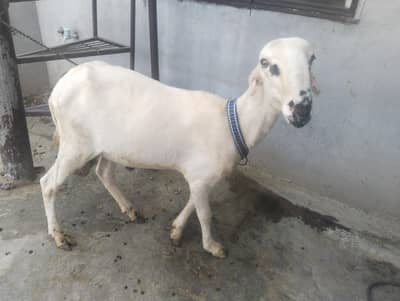 Mundra for sale