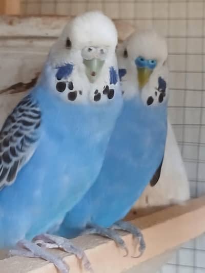 2 King Size Budgies pairs for sale Exchange Option Available