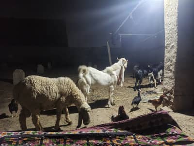 One Gulabi and one Teda Abluk and one cross Tedi bakri 18 murgiya or 3