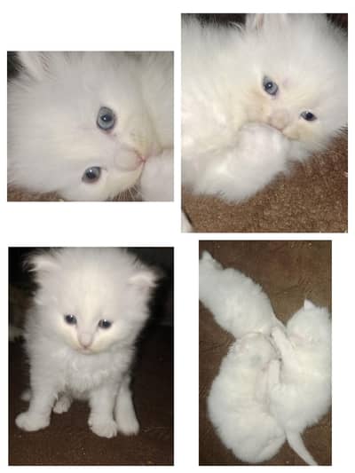 for sale cats