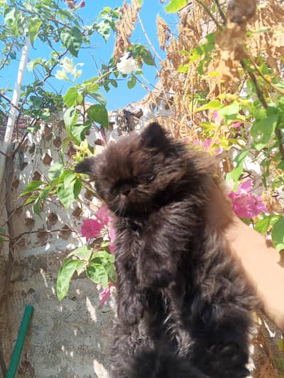 piki blood line
