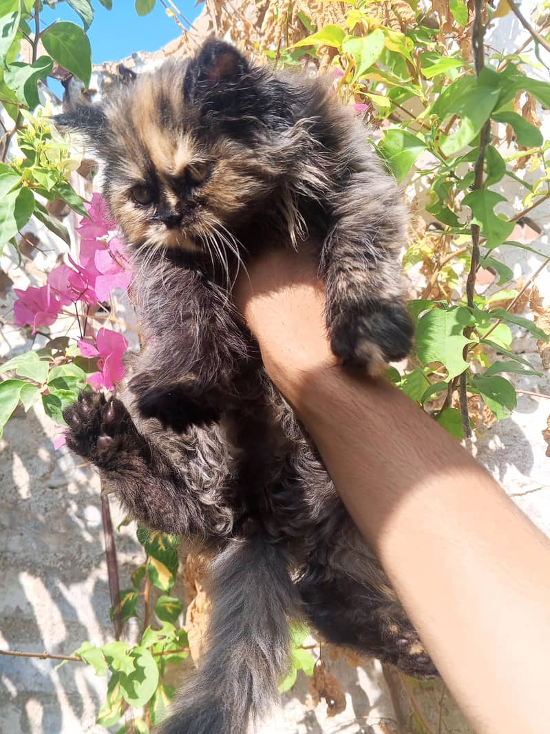 piki blood line - Cats - 1120921944