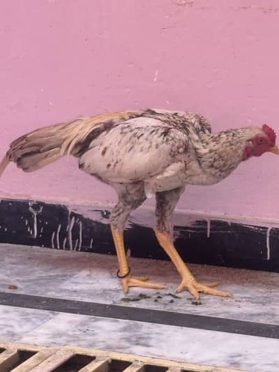 Patha sale