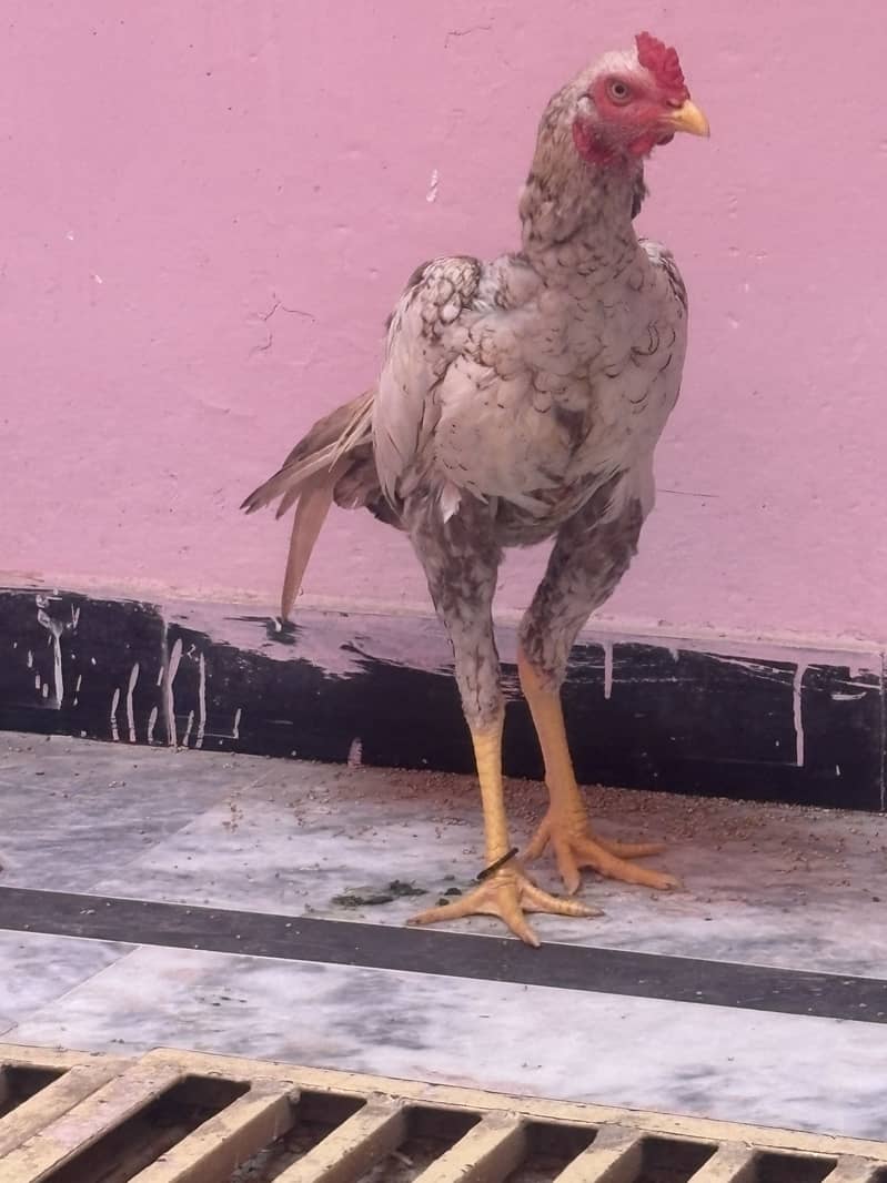 Patha sale 2