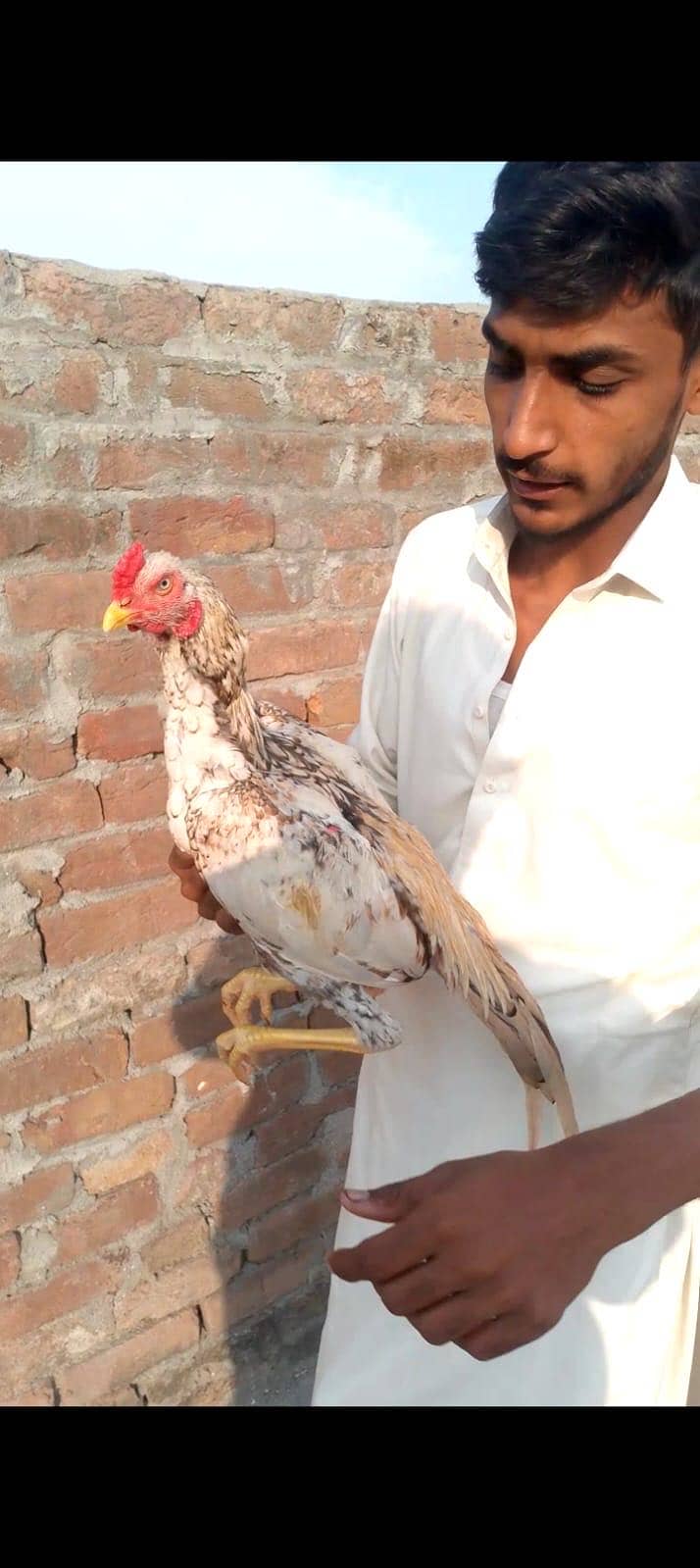Patha sale 3