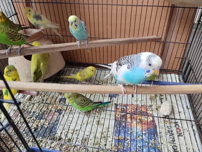 Budgei parrots for sale