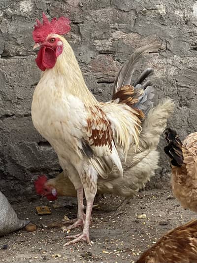 breeder desi murgha or asell ki apag price ha