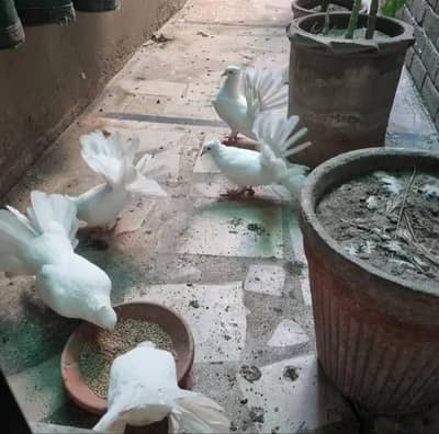 breeder white pigeons for sale