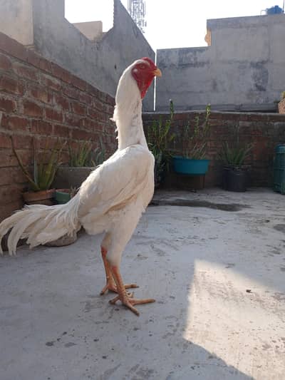 Pure German O Shamo Pair Eggs | eggs fertility 90% | Lowest Eggs Price