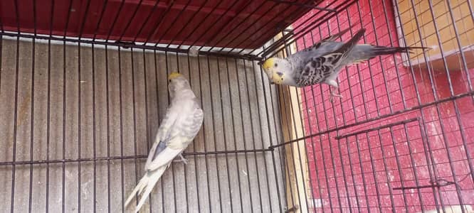 rainbow budgies working breeder pair