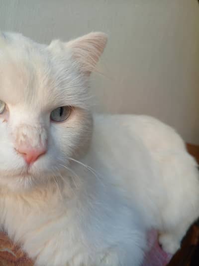 white cat persian blue eyes